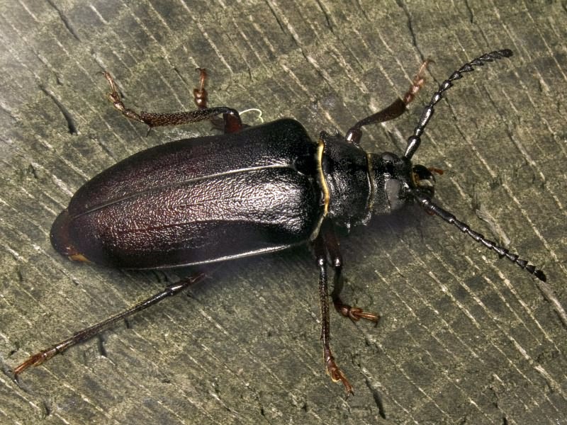 Prionus coriarius (Linnaeus, 1758)